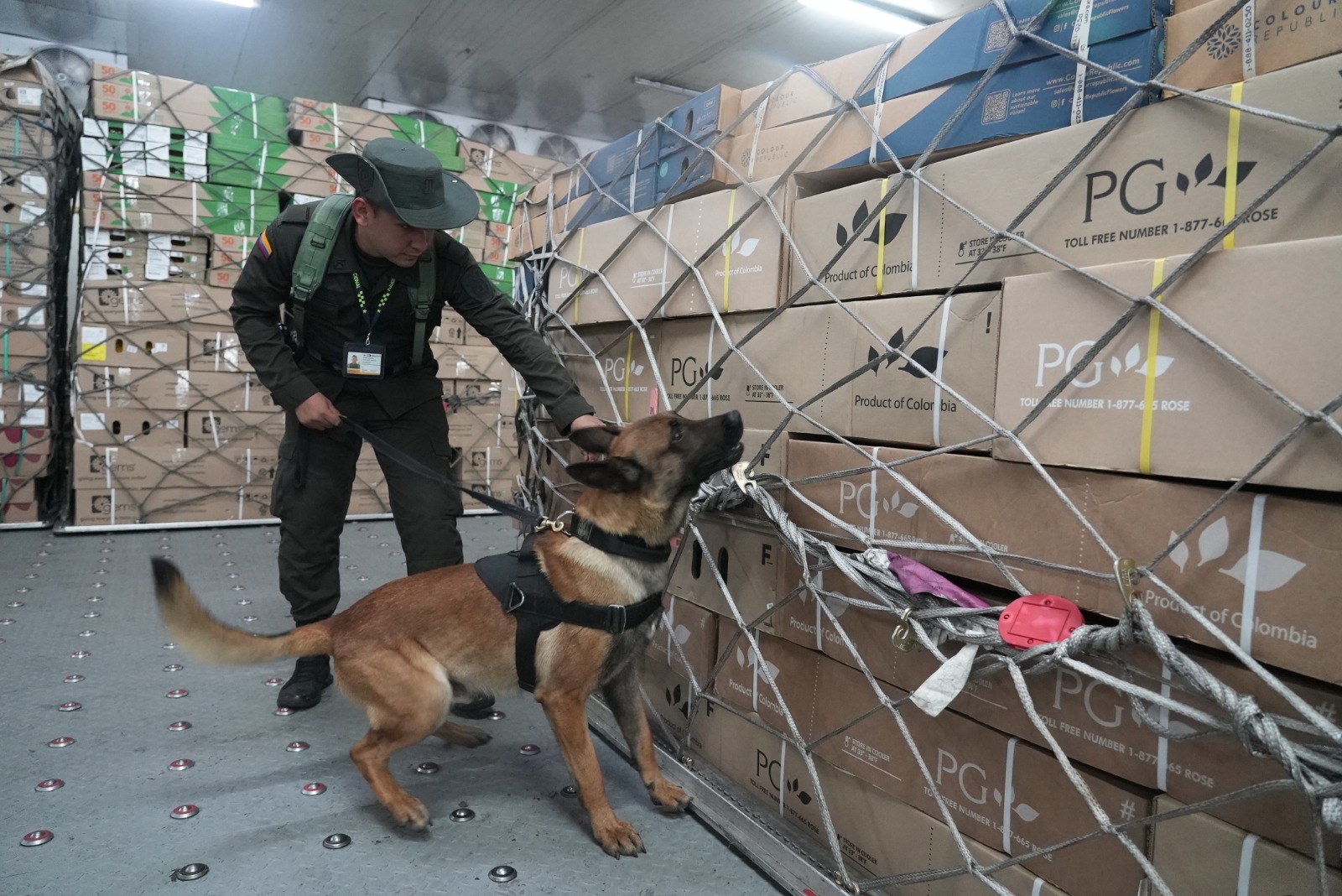 Así es el “Plan Pétalo”, para evitar el narcotráfico en exportaciones de San Valentín