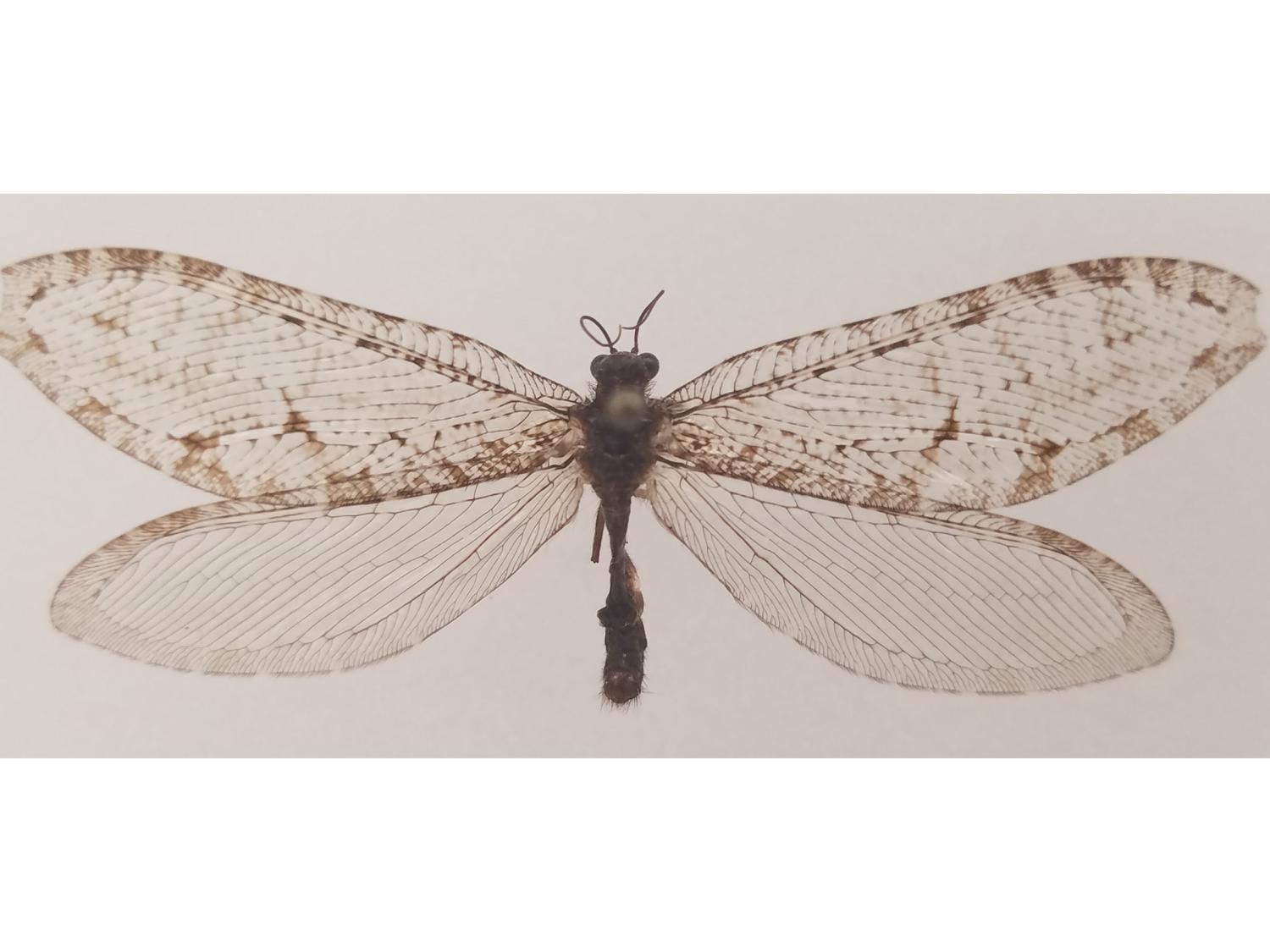 Encuentran un insecto gigante de la era jurásica fuera de un Walmart en Arkansas