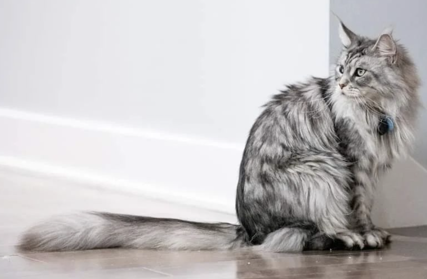¿Cómo entender a un gato?