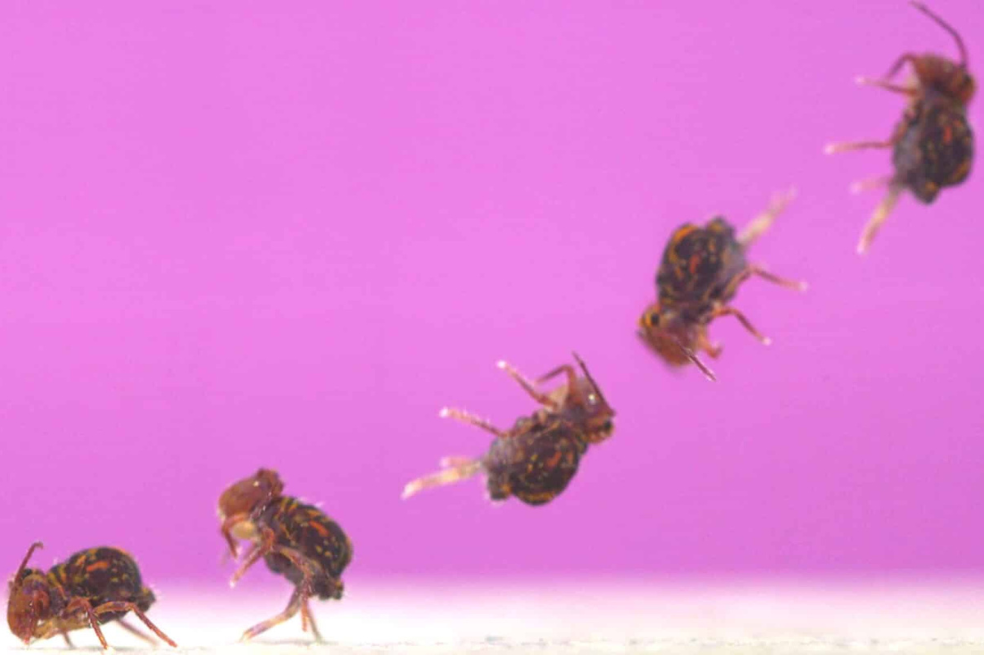 El diminuto insecto que da la vuelta en el aire más rápida del mundo