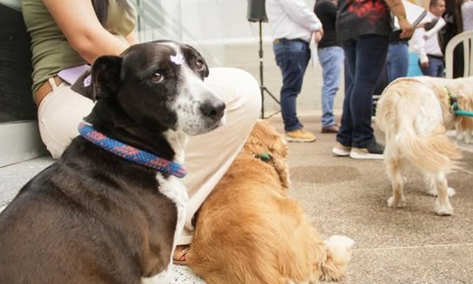 Concejal denunció retrasos en entrega de servicios móviles veterinarios en Bogotá