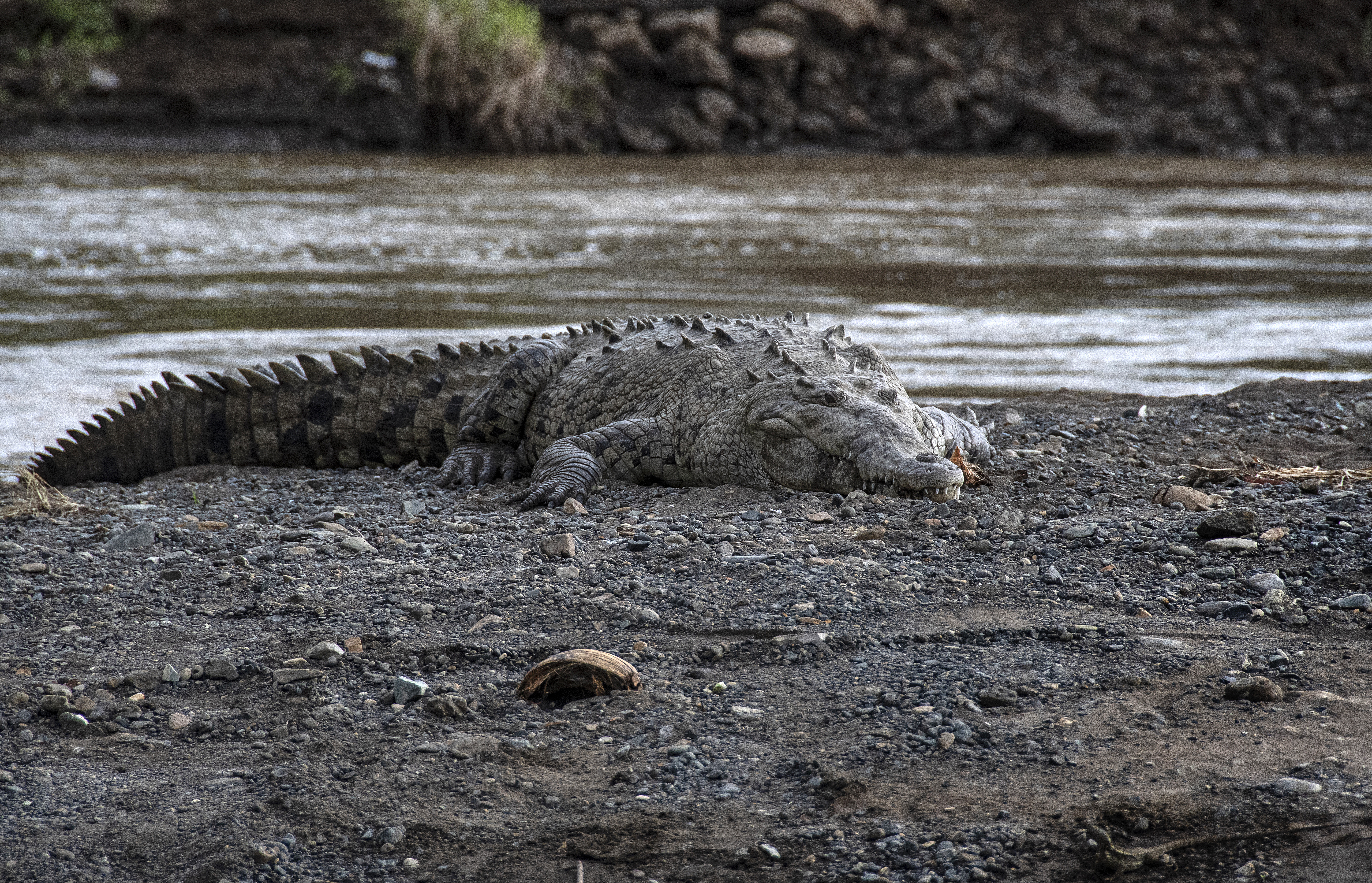 Una población de cocodrilos sobrevive en un río contaminado en Costa Rica