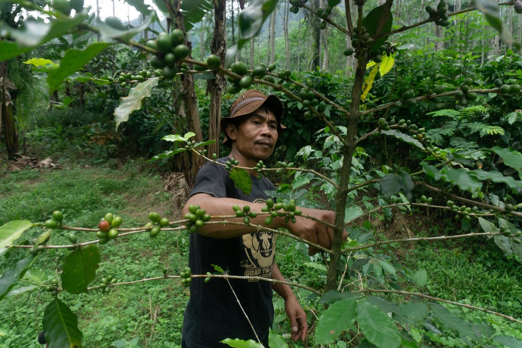 COP26: La deforestación es más baja donde hay territorios colectivos reconocidos