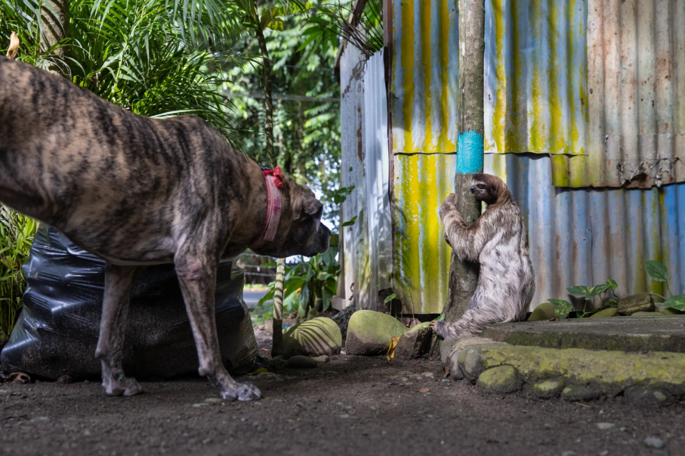 El dilema del perezoso: Un encuentro entre un perezoso y un perro en Puerto Viejo de Talamanca, Costa Rica. El perezoso de garganta marrón intentaba llegar a un grupo de árboles cuando se encontró con un gran perro y se congeló. Pero el perro, que había participado en un programa de formación sobre la seguridad de los perezosos, se limitó a olisquearlo.