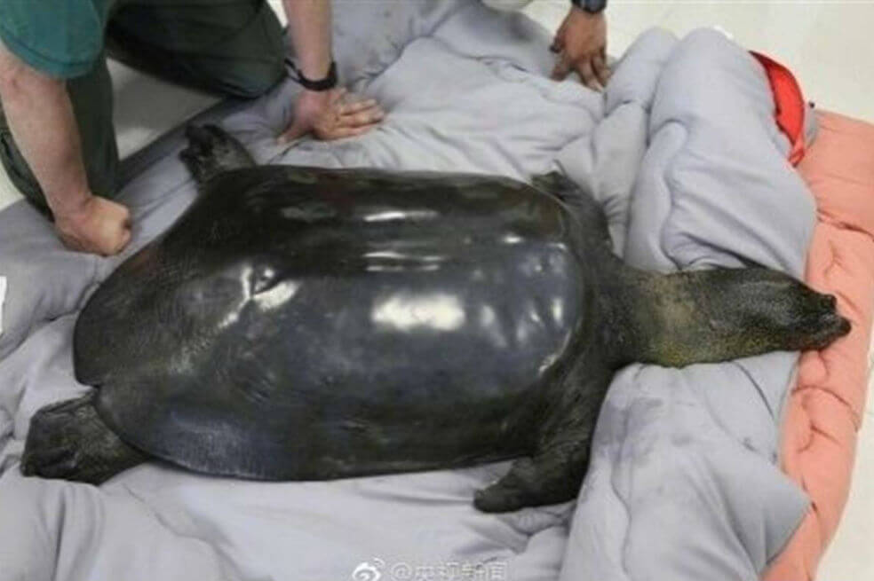 Murió la última tortuga hembra de caparazón blando