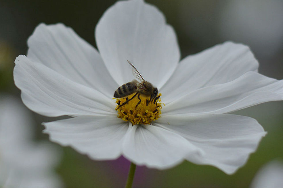 Abejas africanizadas detectarían campos minados