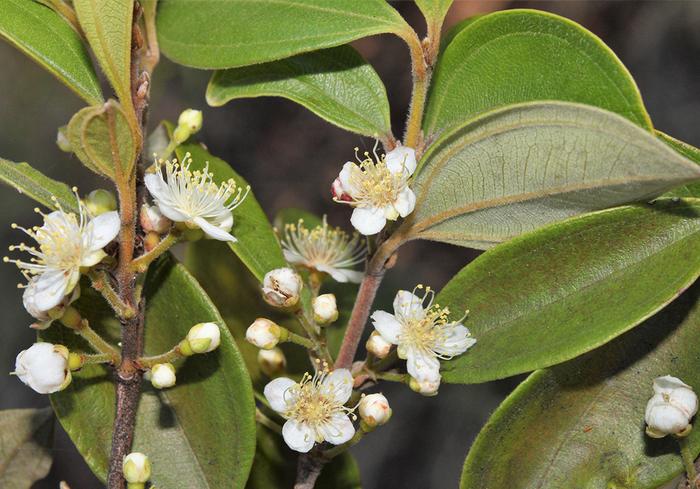 La carrera contra el tiempo para salvar a un “árbol zombi” atacado por un hongo letal
