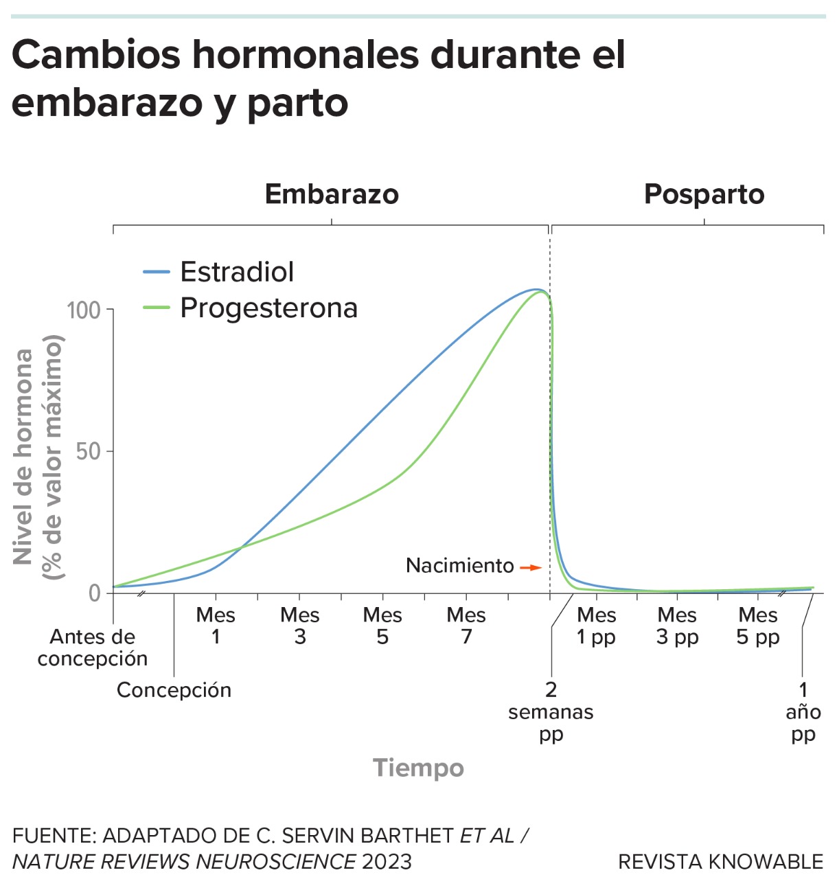 Las hormonas estradiol y progesterona aumentan durante el embarazo. En algunas mujeres, su caída repentina después del parto desencadena la aparición de la depresión posparto.