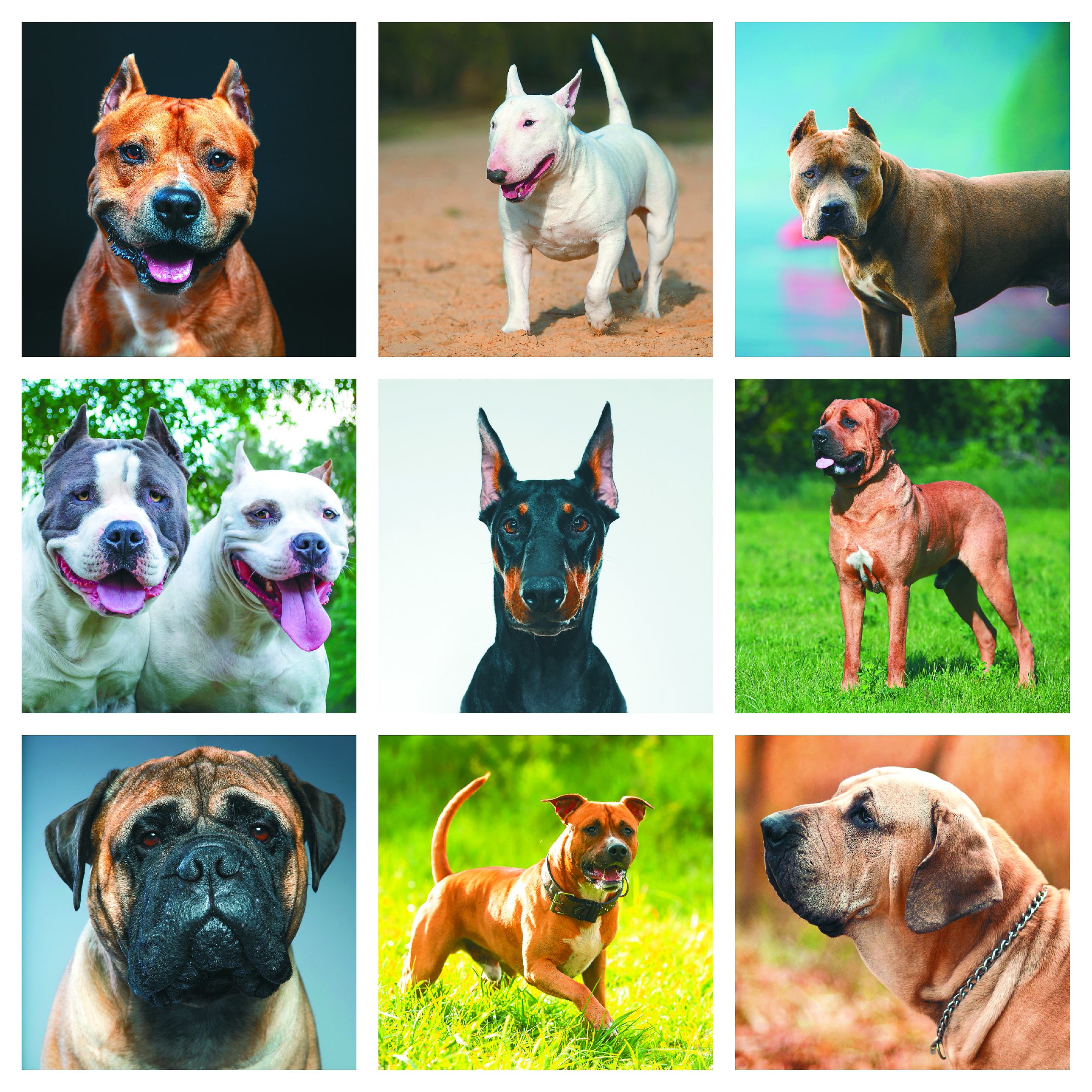Perros de manejo especial, un debate marcado por la estigmatización y la inexperiencia
