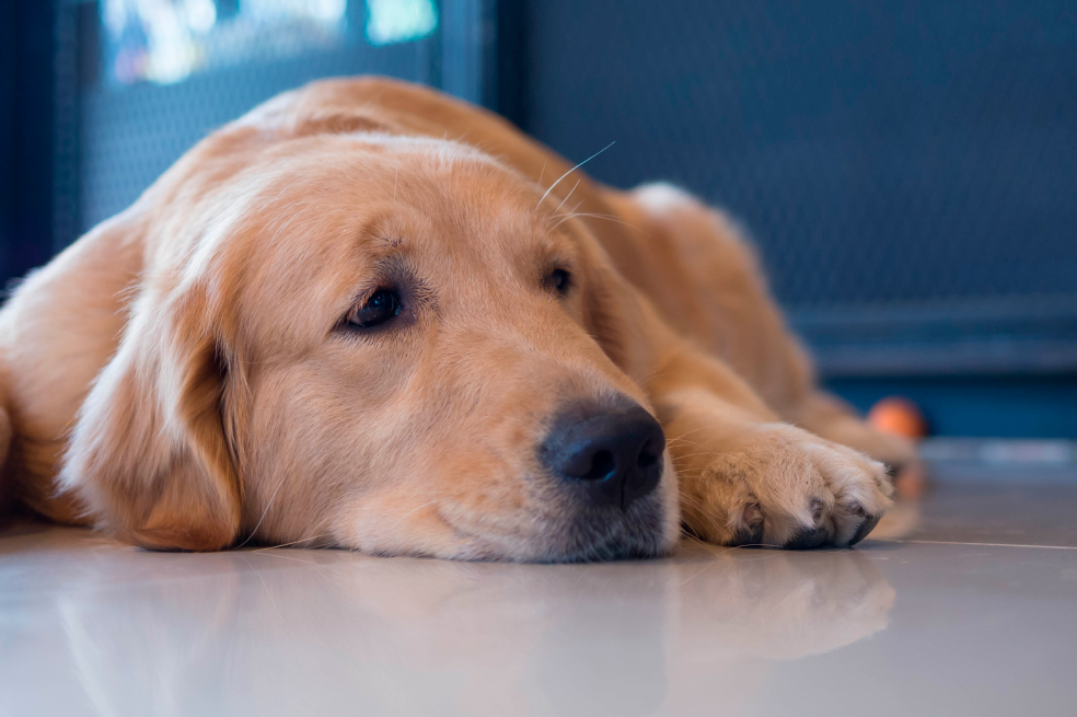 ¿Epilepsia en perros? Te contamos en qué consiste y las razas más propensas