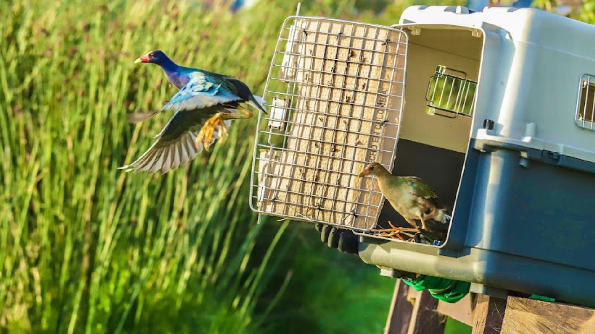 En libertad, más de 1.000 aves rescatadas en Bogotá, en su mayoría tinguas azules