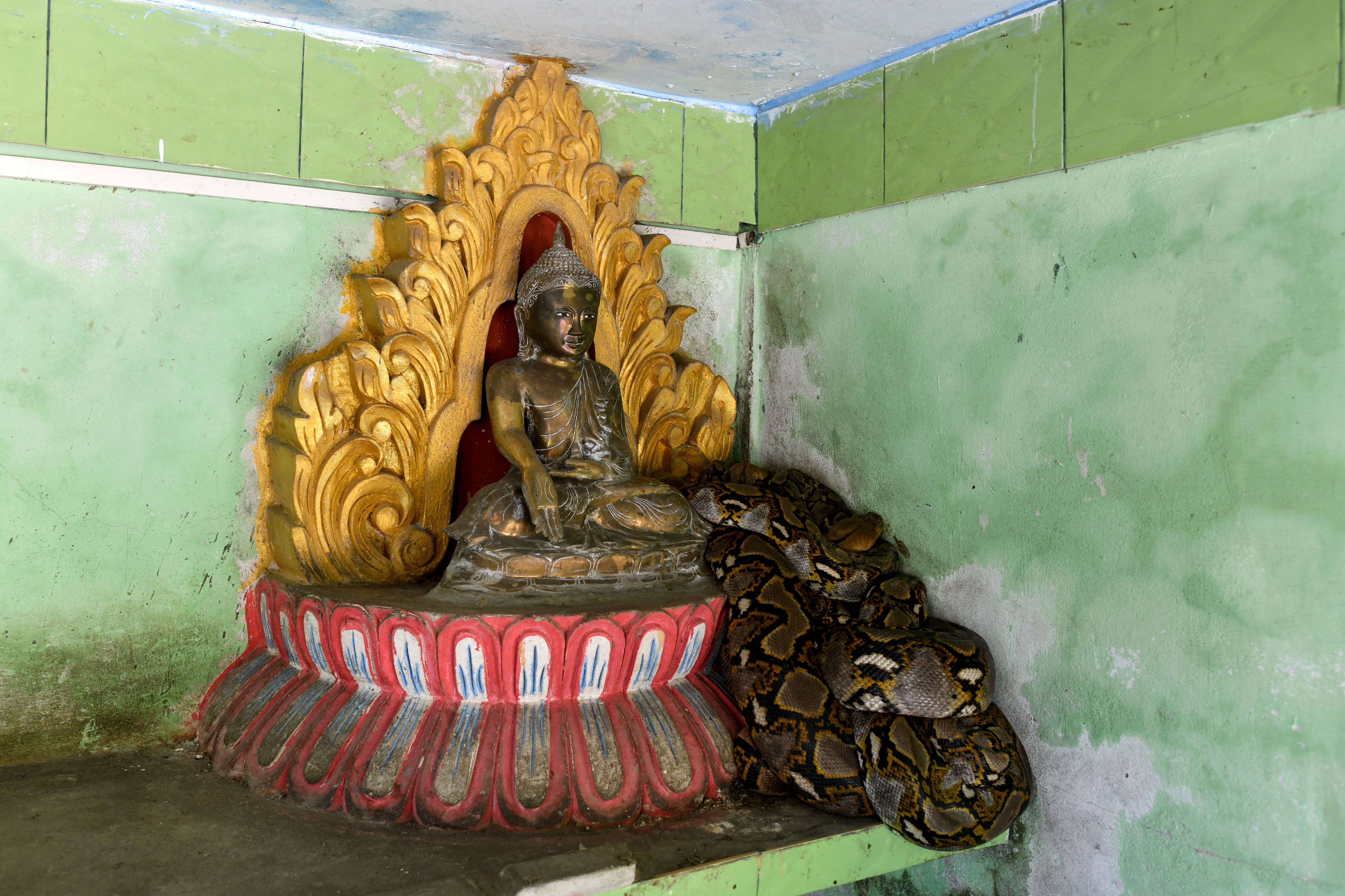 La misión del principal escuadrón de eliminación de serpientes de Myanmar es atrapar a las pitones y engatusar a las cobras para que no se enreden peligrosamente con el mundo humano y devolverlas a sus hábitats naturales.