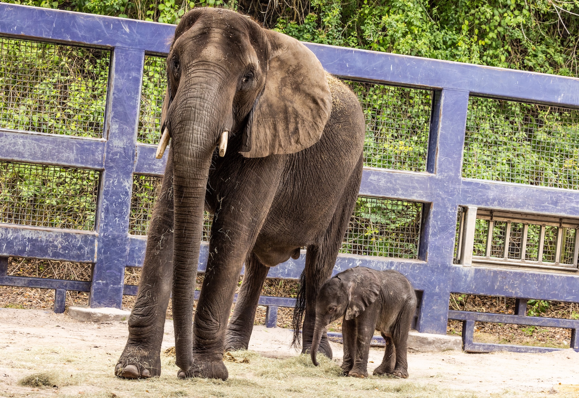 Video: registran el nacimiento de un elefante africano en Disney’s Animal Kingdom
