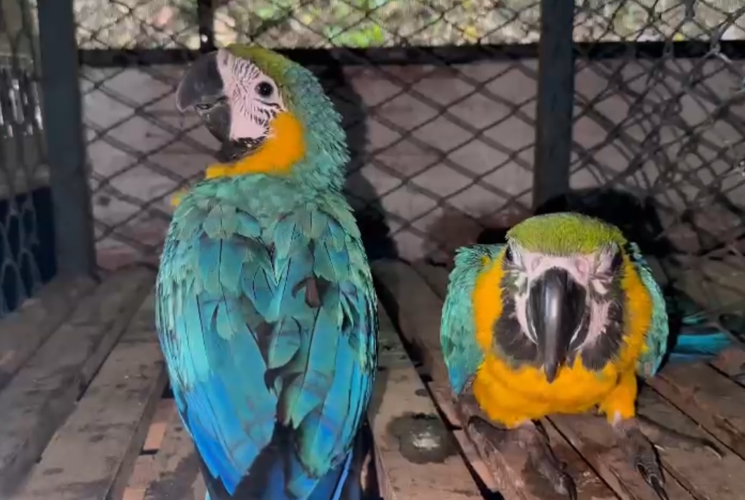 Hallan guacamayas enjauladas en un carro que desobedeció una señal de pare