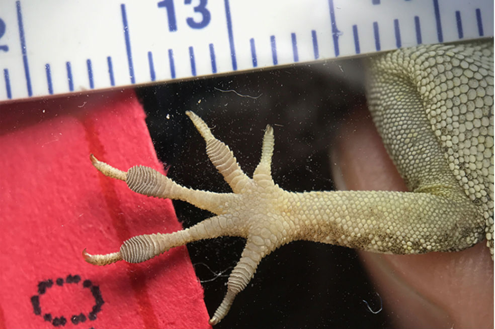 Las patas con almohadillas más largas ayudaron a un grupo de lagartijas anolis a adaptarse al ambiente destruido de las islas del Caribe tras los huracanes de 2017.
