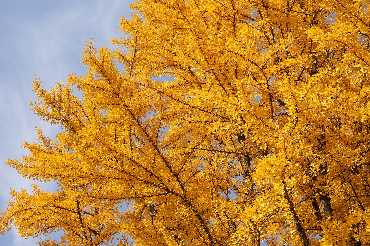 El Ginkgo biloba es un árbol único que ha sobrevivido millones de años y sigue asombrando por su forma, color y significado cultural.