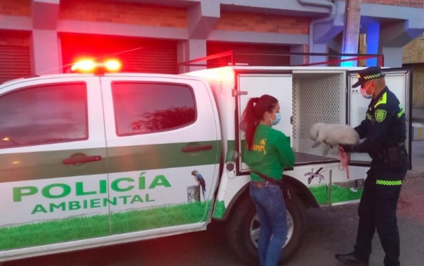 Dos hombres fueron judicializados por maltrato animal en Bogotá y Cundinamarca