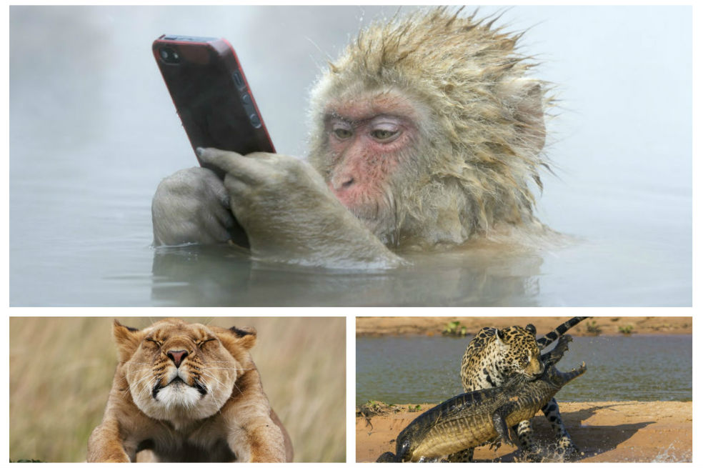 Las mejores fotografías de la vida salvaje de 2014