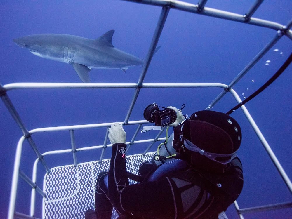 México prohíbe el turismo para ver tiburones blancos en la isla Guadalupe
