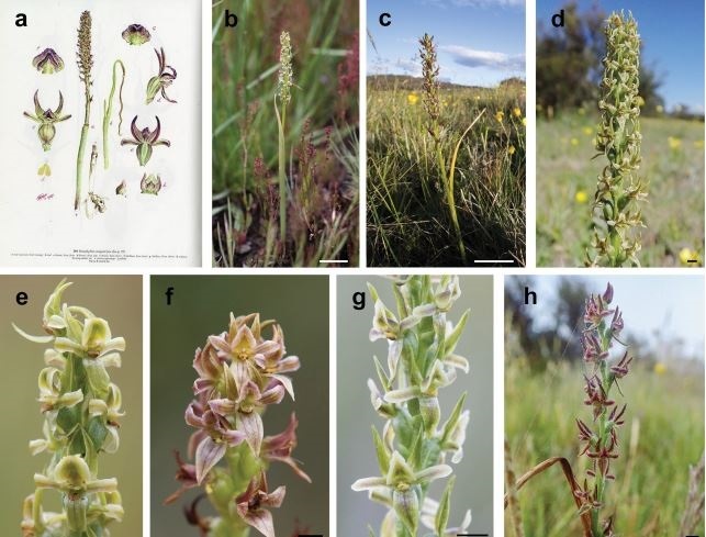 Por un siglo pensaron que esta orquídea estaba extinta, pero la acaban de identificar