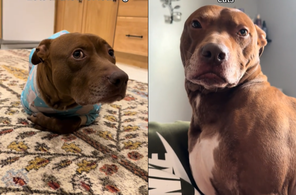 (Video) Este pitbull creció entre gatos y terminó actuando como uno de ellos