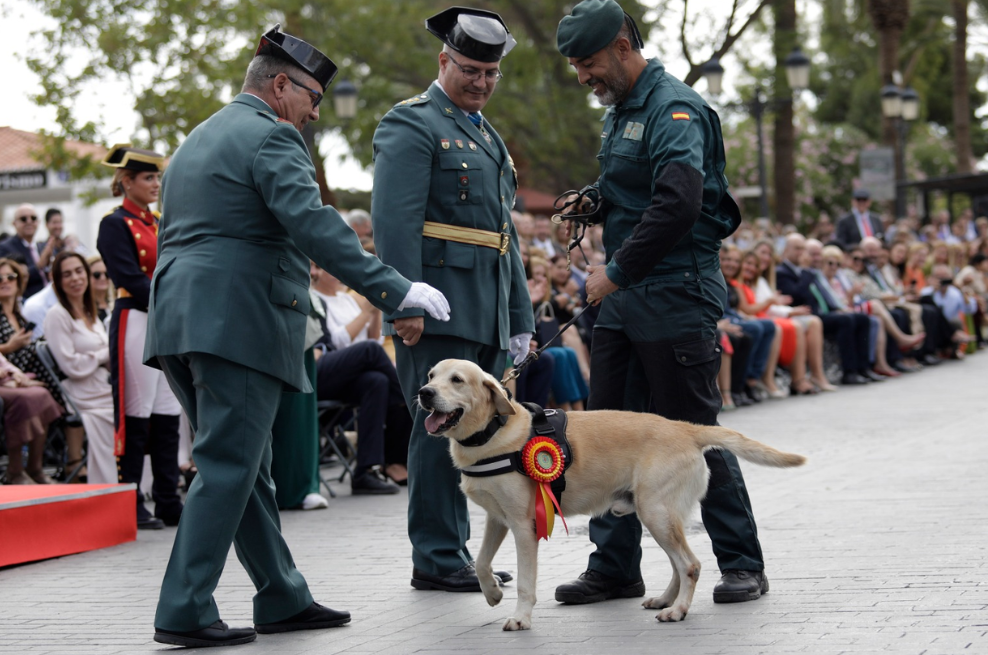 “Ogro”, el perro que ha encontrado más de 30 millones de euros en España