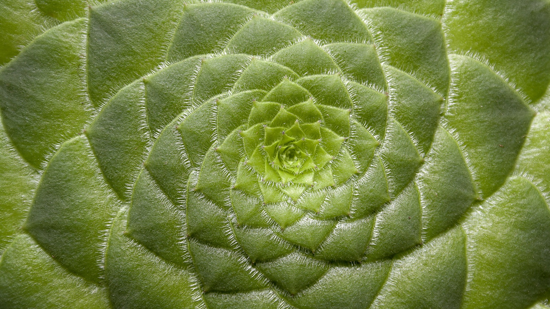 Suculentas: cuidados, propiedades y características de esta planta