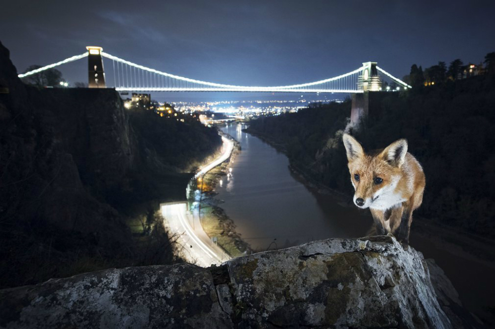 Las mejores imágenes de la vida salvaje del Festival Wildscreen
