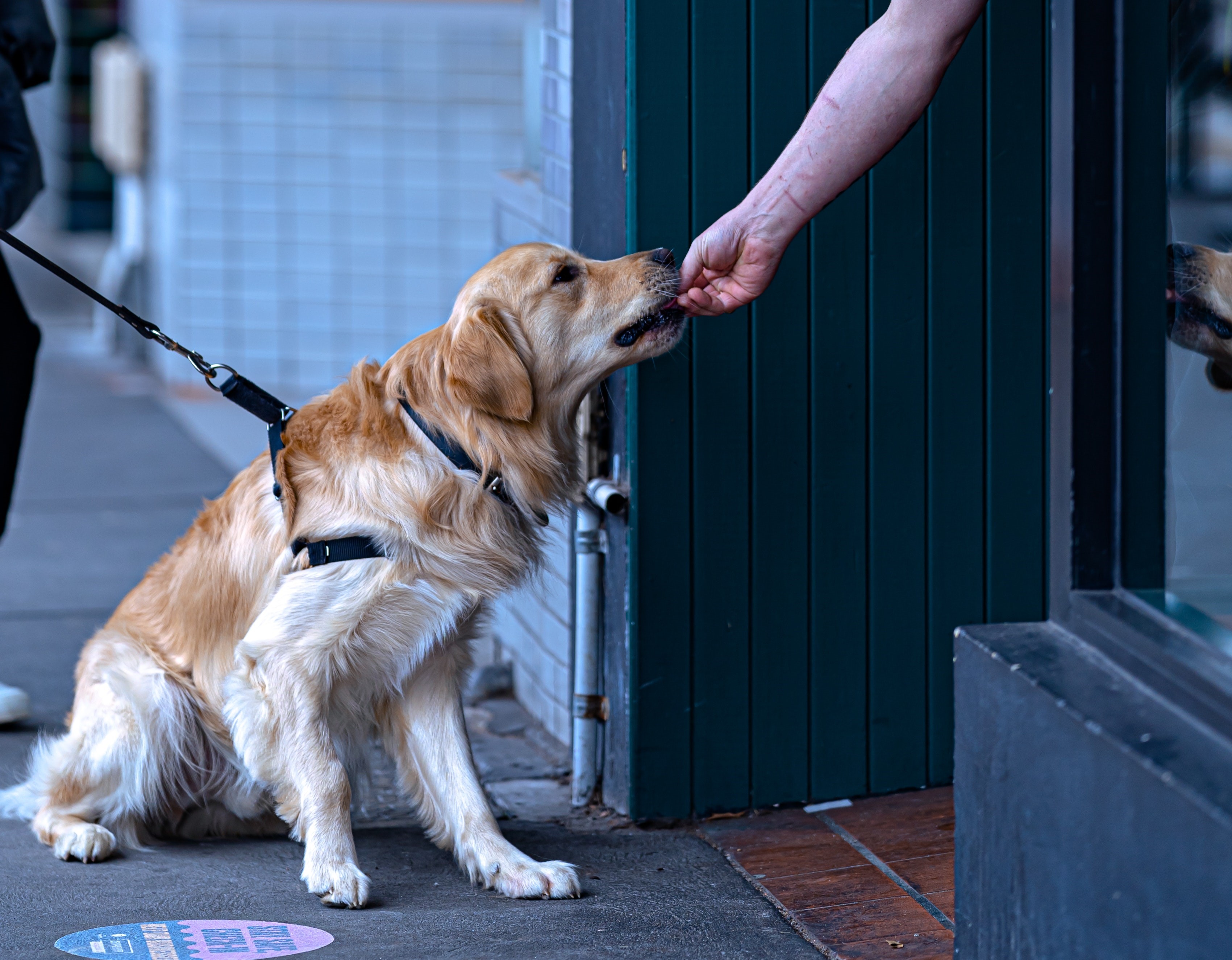 ¿Por qué no debes darle comida sal a tu perro?