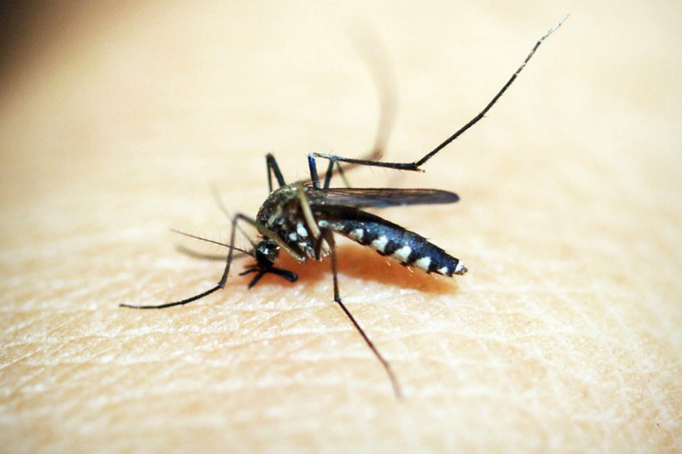 Un experimento de ingeniería genética logra erradicar mosquitos de malaria