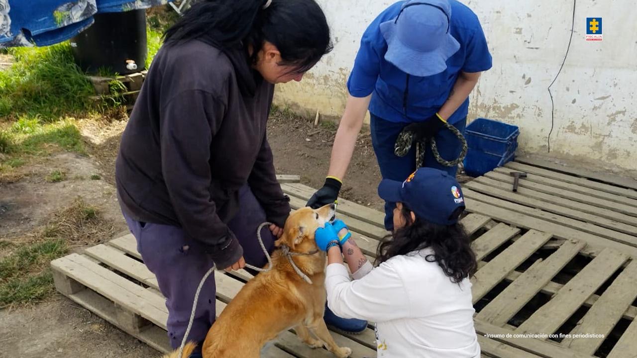 Las inspecciones realizadas por las autoridades derivaron en la imputación de cargos por presunto maltrato animal.