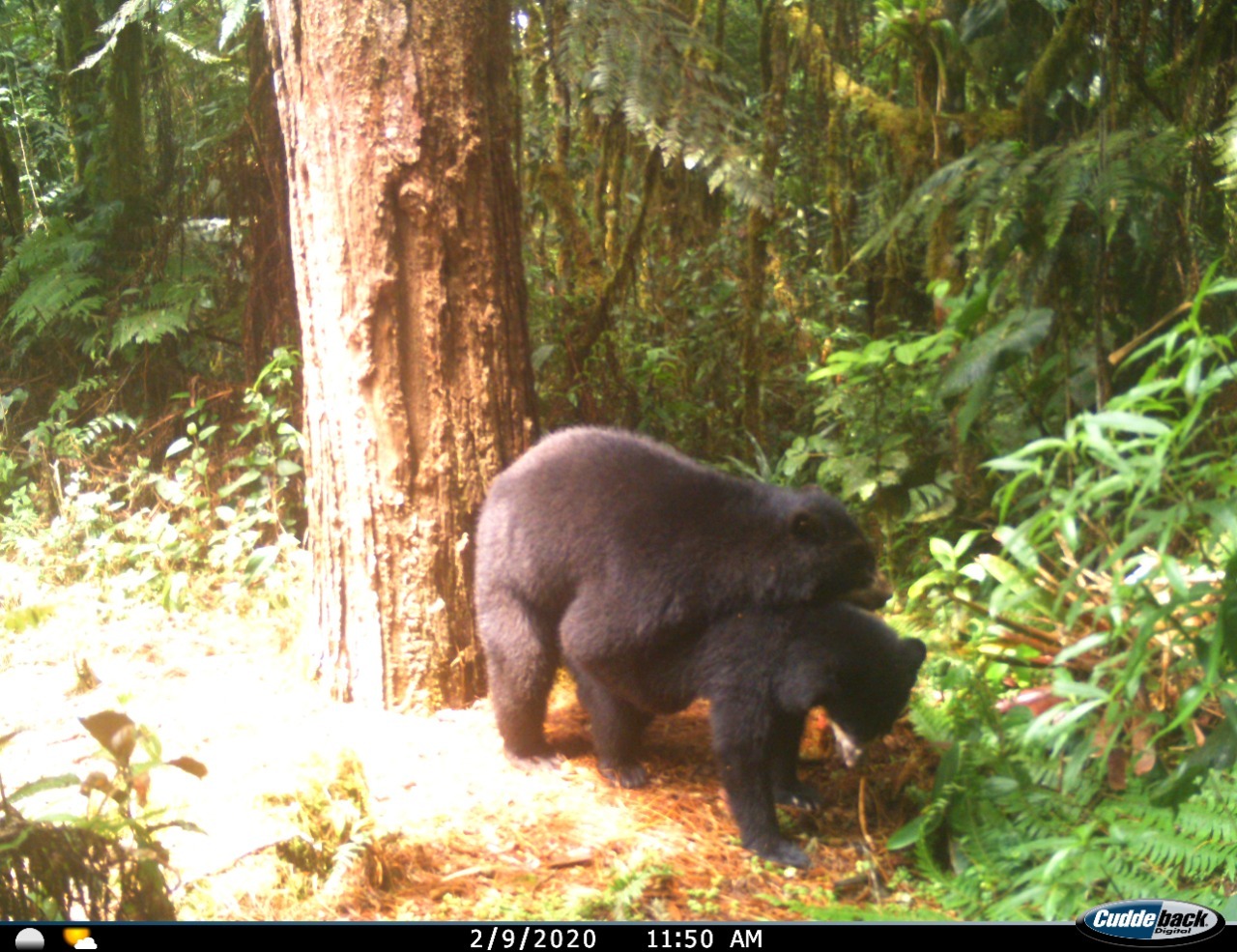 Osos de anteojos en Huila: se capta el apareamiento de esta especie amenazada