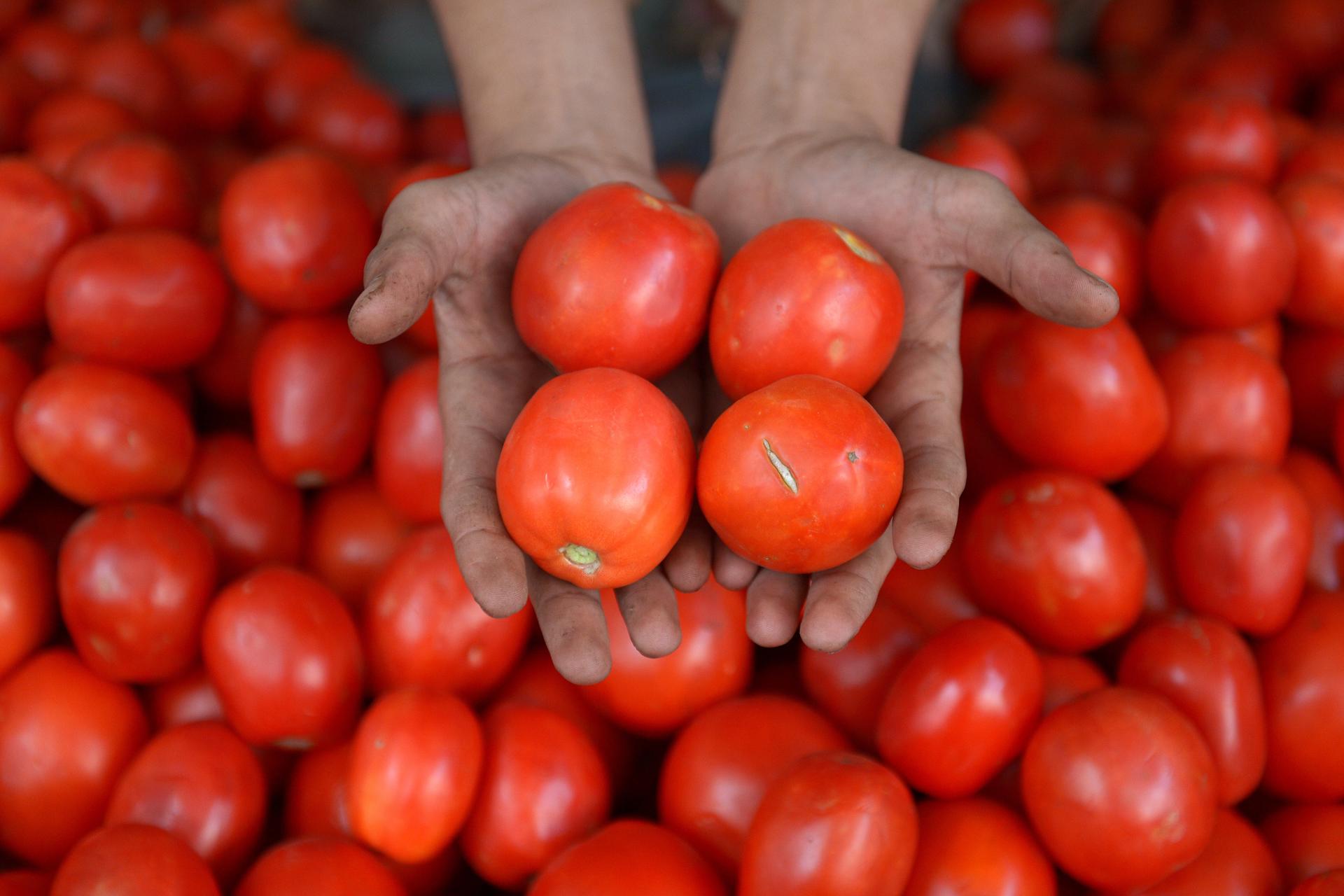 ¿El tomate es una fruta o una verdura y por qué?