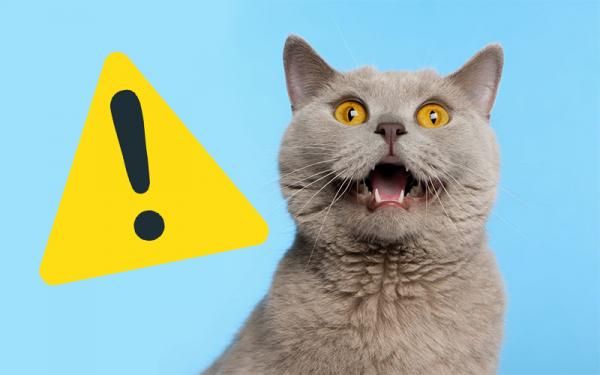 ¿Cómo proteger a los gatos en Halloween?: consejos para una celebración segura