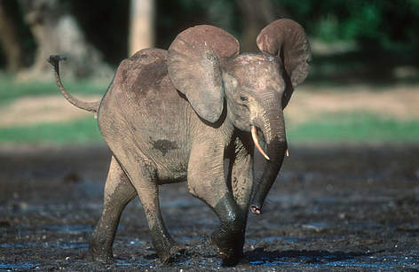 Cuando este elefante desaparece, también desaparece este árbol: ¿qué los conecta?
