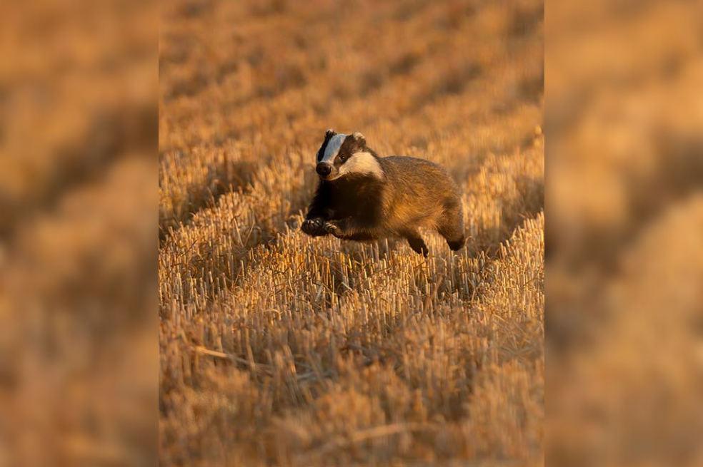 Ganador: 12-15 años

Durante un paseo nocturno con mi cámara, vi un ciervo y me dirigí hacia él. Al acercarme, oí un crujido y vi a un tejón en el campo recién segado. Me agaché para esconderme y acercarme a la altura de sus ojos, y este hermoso tejón empezó a correr hacia mí. Aumenté la velocidad del obturador y tomé muchas fotos. En pocos segundos todo había terminado y mi corazón latía a toda velocidad. ¡Qué momento tan increíble!
