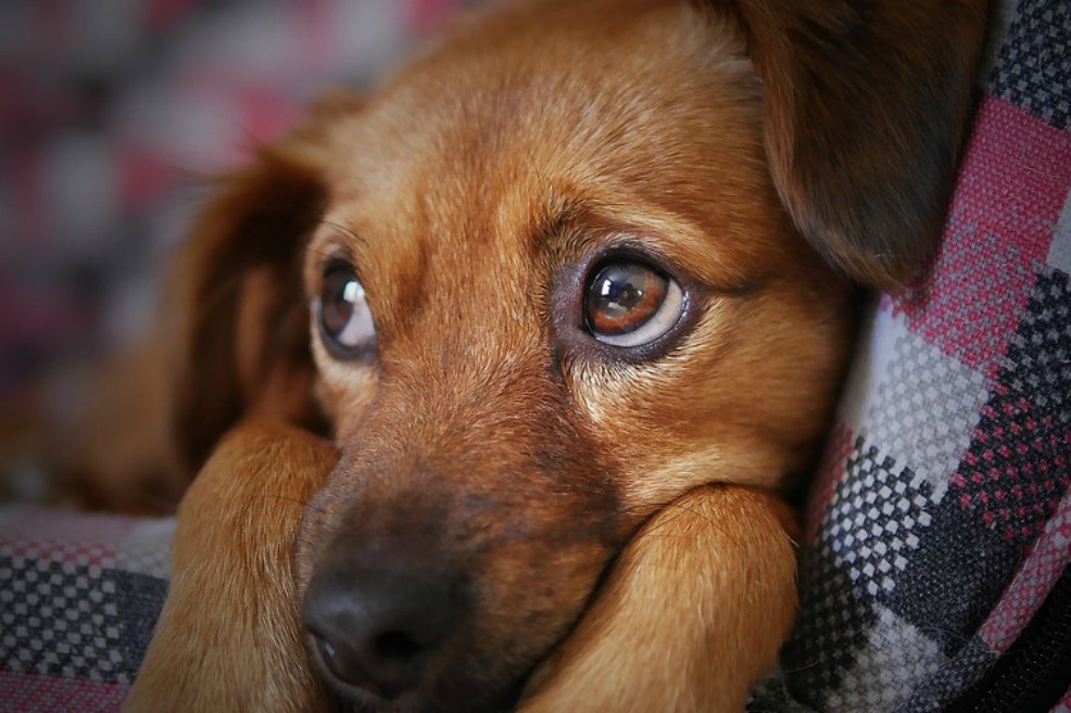 Animalistas de China piden el fin del festival anual de carne de perro