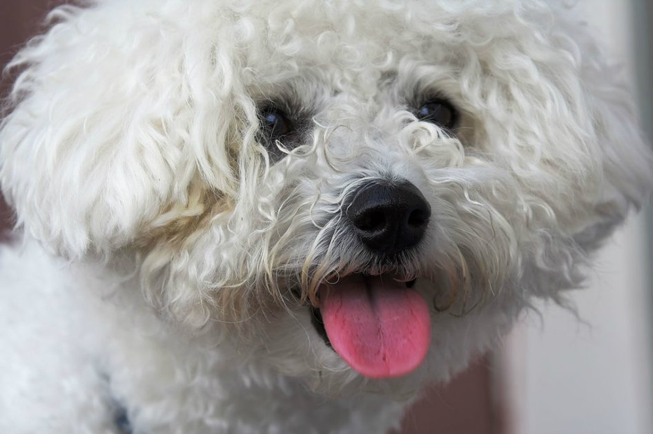 Capturan a hombre que abusaba sexualmente de un perrito en Bogotá