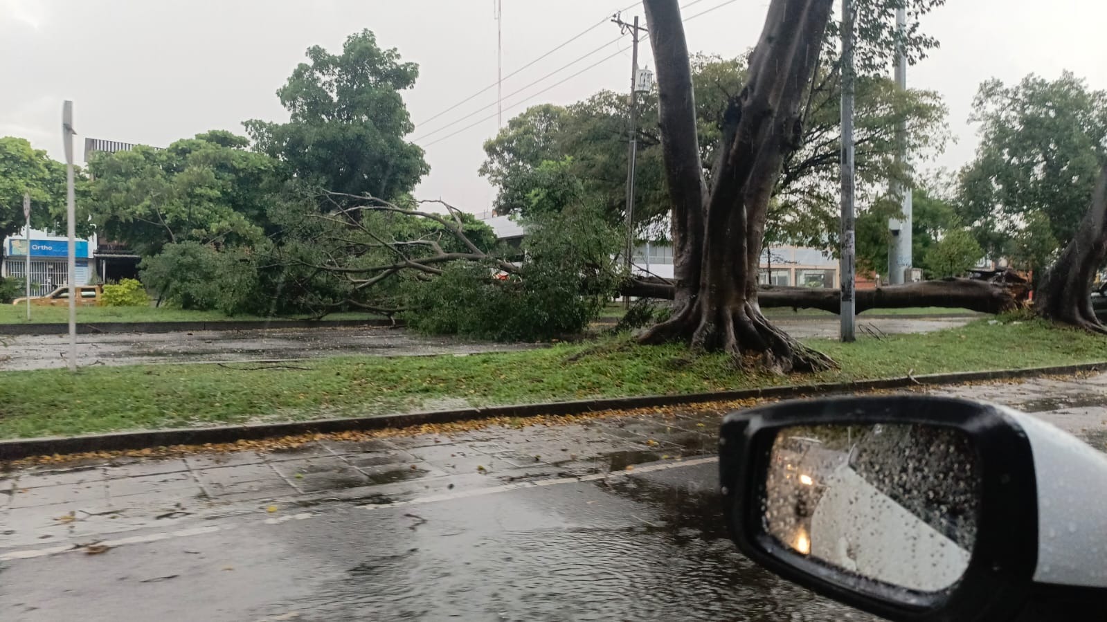 Vendaval provocó varias emergencias en Cali: cayeron más de 24 árboles