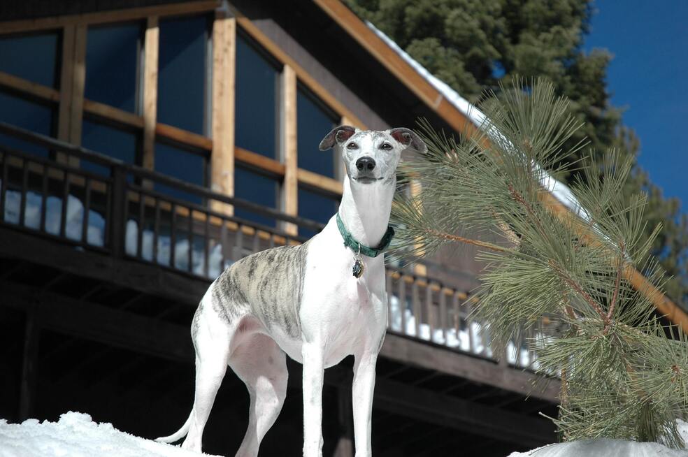 Miles de galgos necesitan hogar tras prohibición de las carreras en Nueva Zelanda