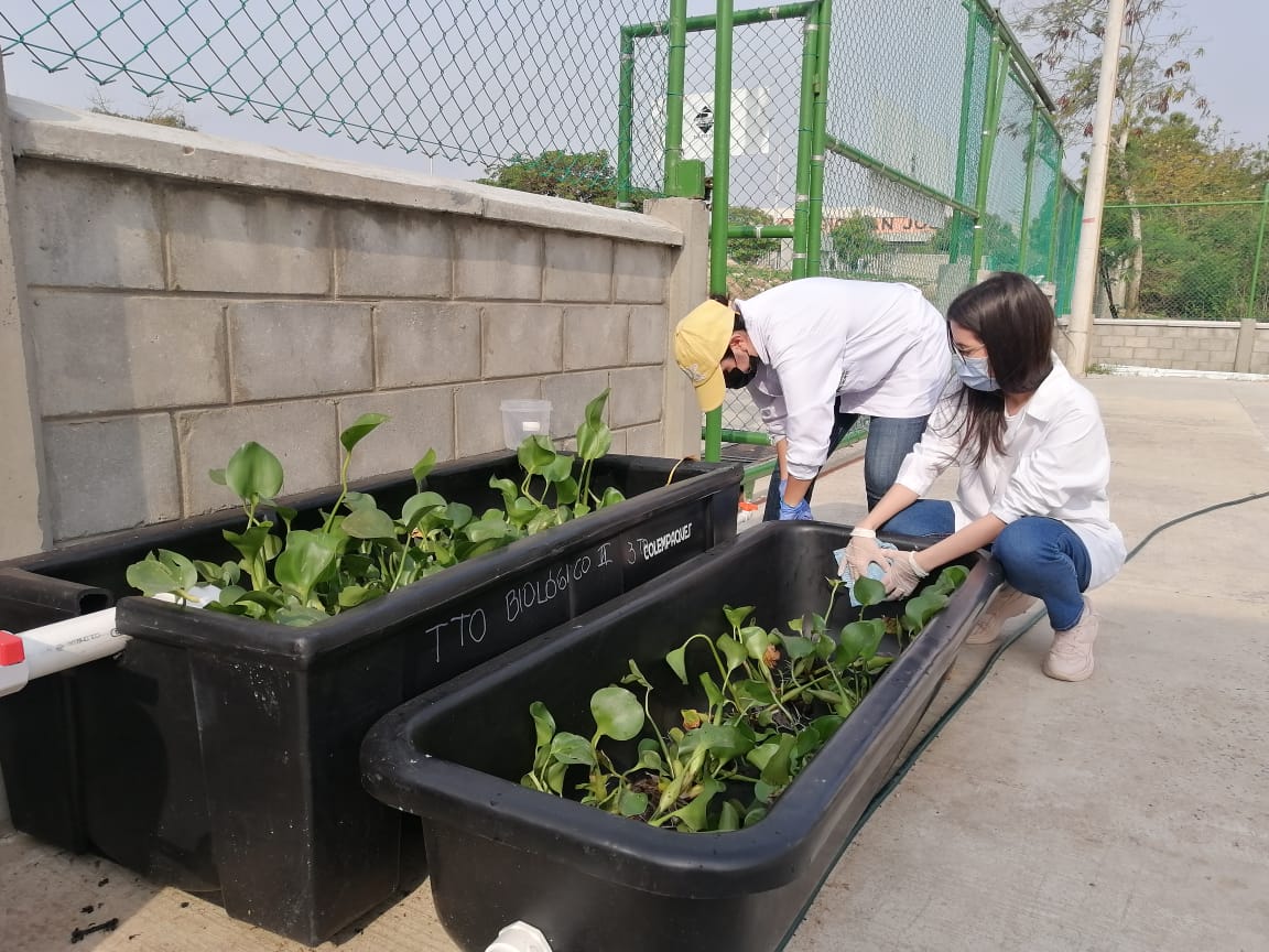 Proyecto: Humedales Artificiales: Una Técnica Verde Para El Tratamiento De Aguas Grises.