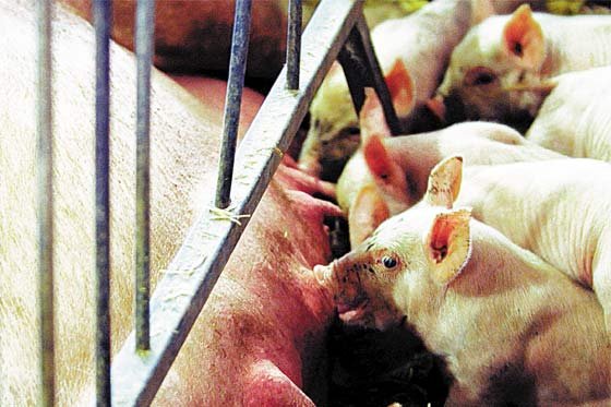 Declaran cuarentena en cinco municipios de Santander por peste porcina