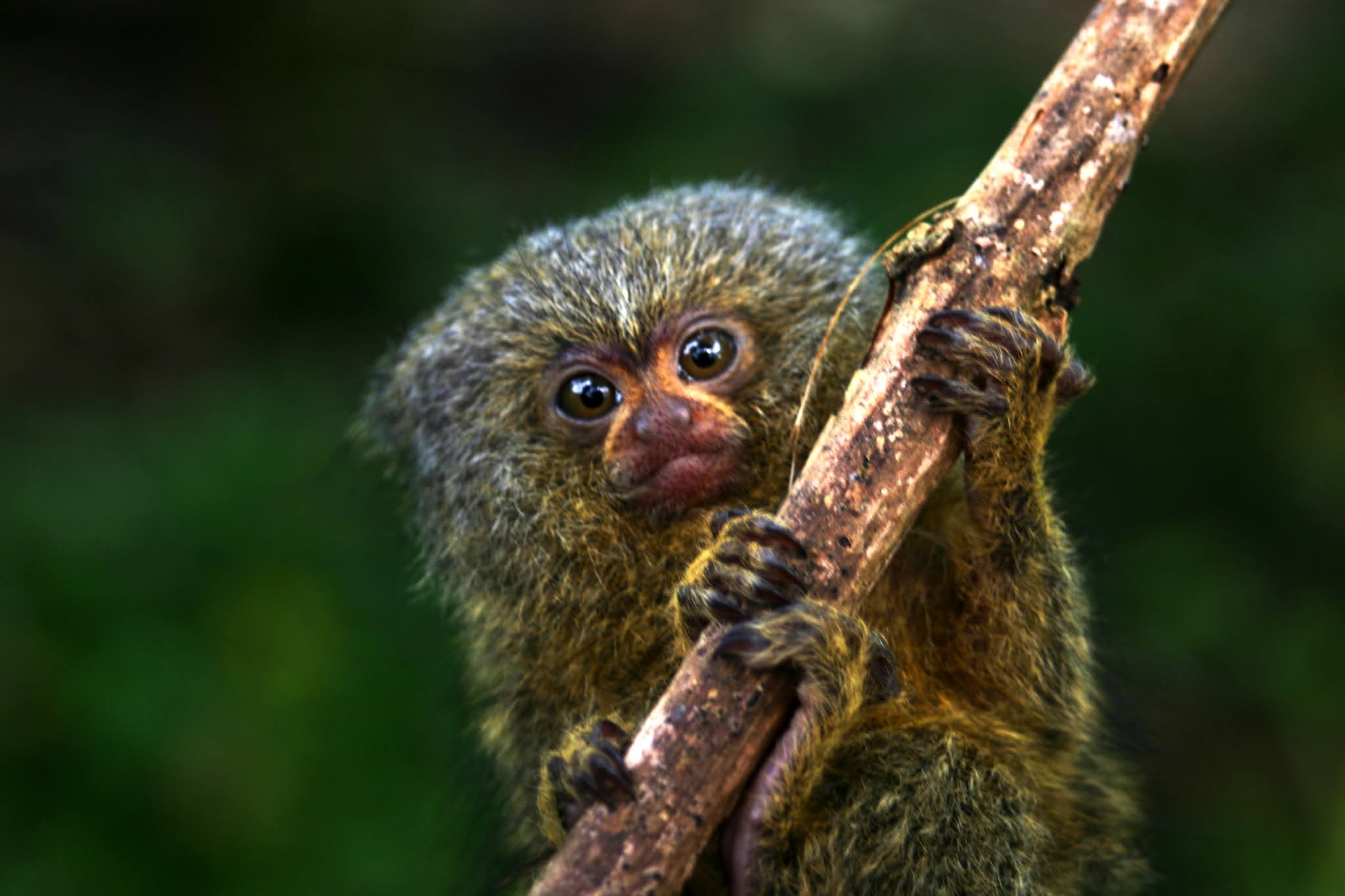 Descubren nueva especie del mono más pequeño del mundo: mide 16 centímetros