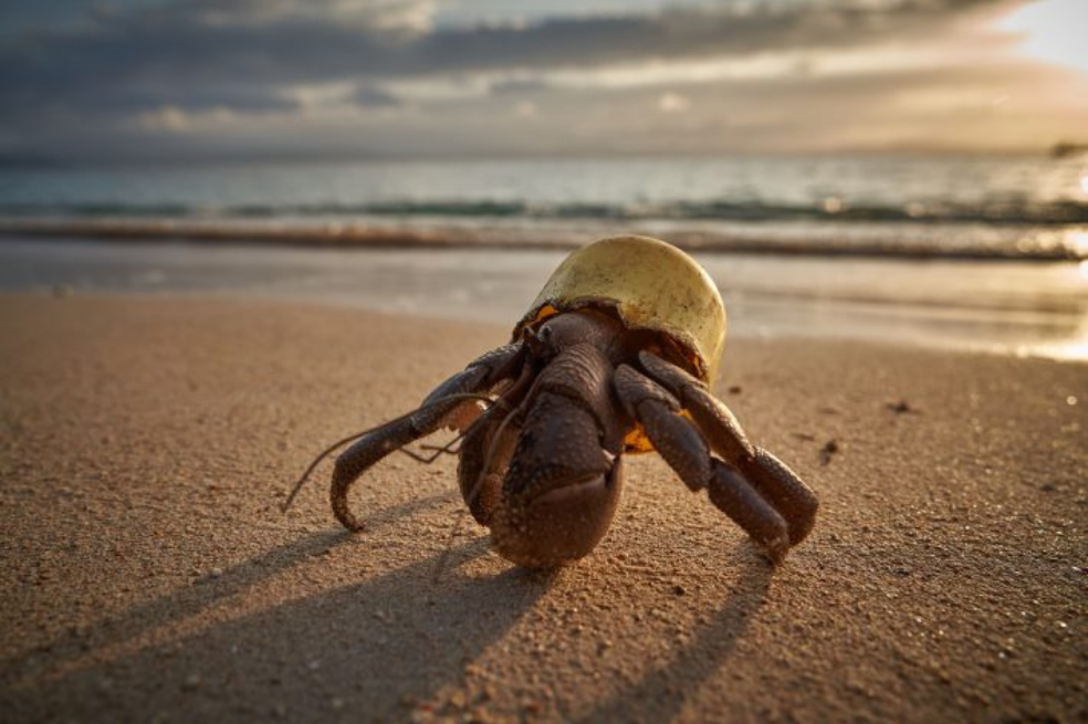 Un cangrejo ermitaño terrestre con su nuevo hogar, un descolorido tapón de botella de plástico, explora una idílica escena playera de postal.