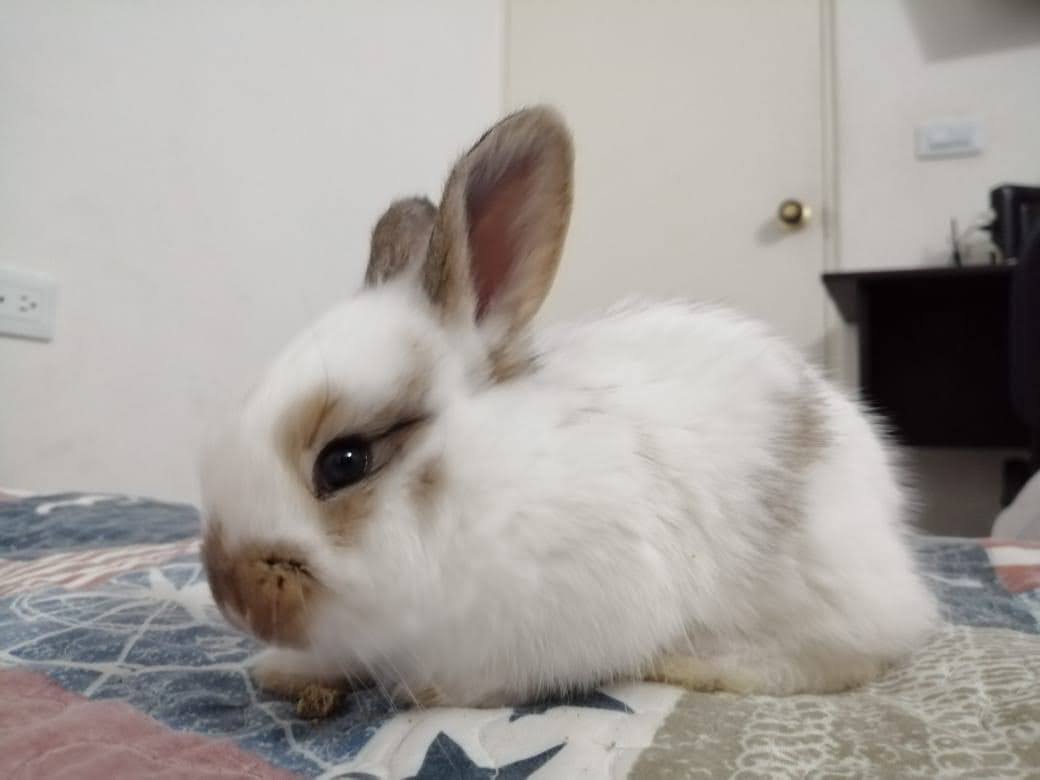 Salvar peluditos: una segunda oportunidad para las mascotas no convencionales