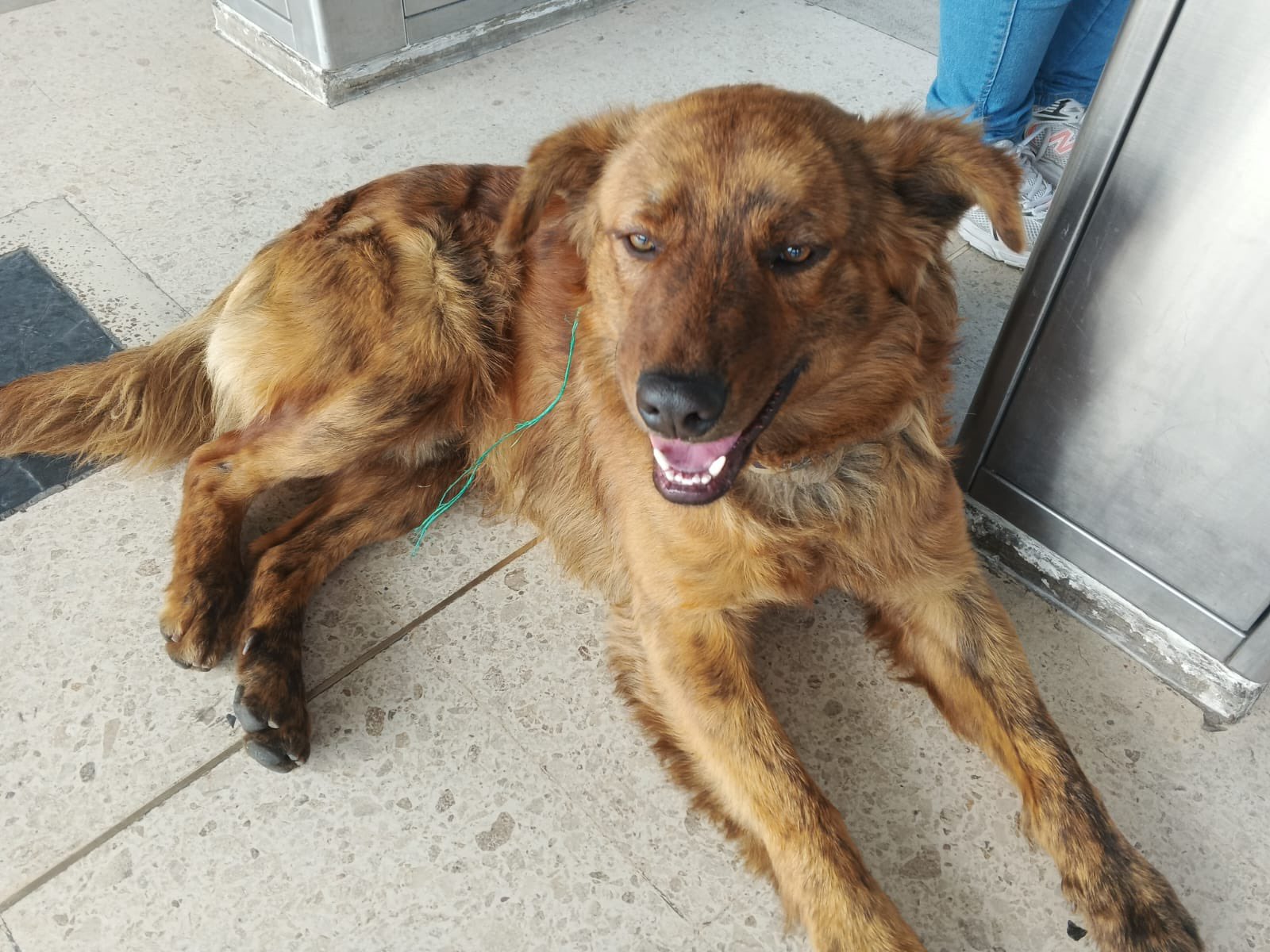 89 animales de compañía han sido abandonados en estaciones de Transmilenio