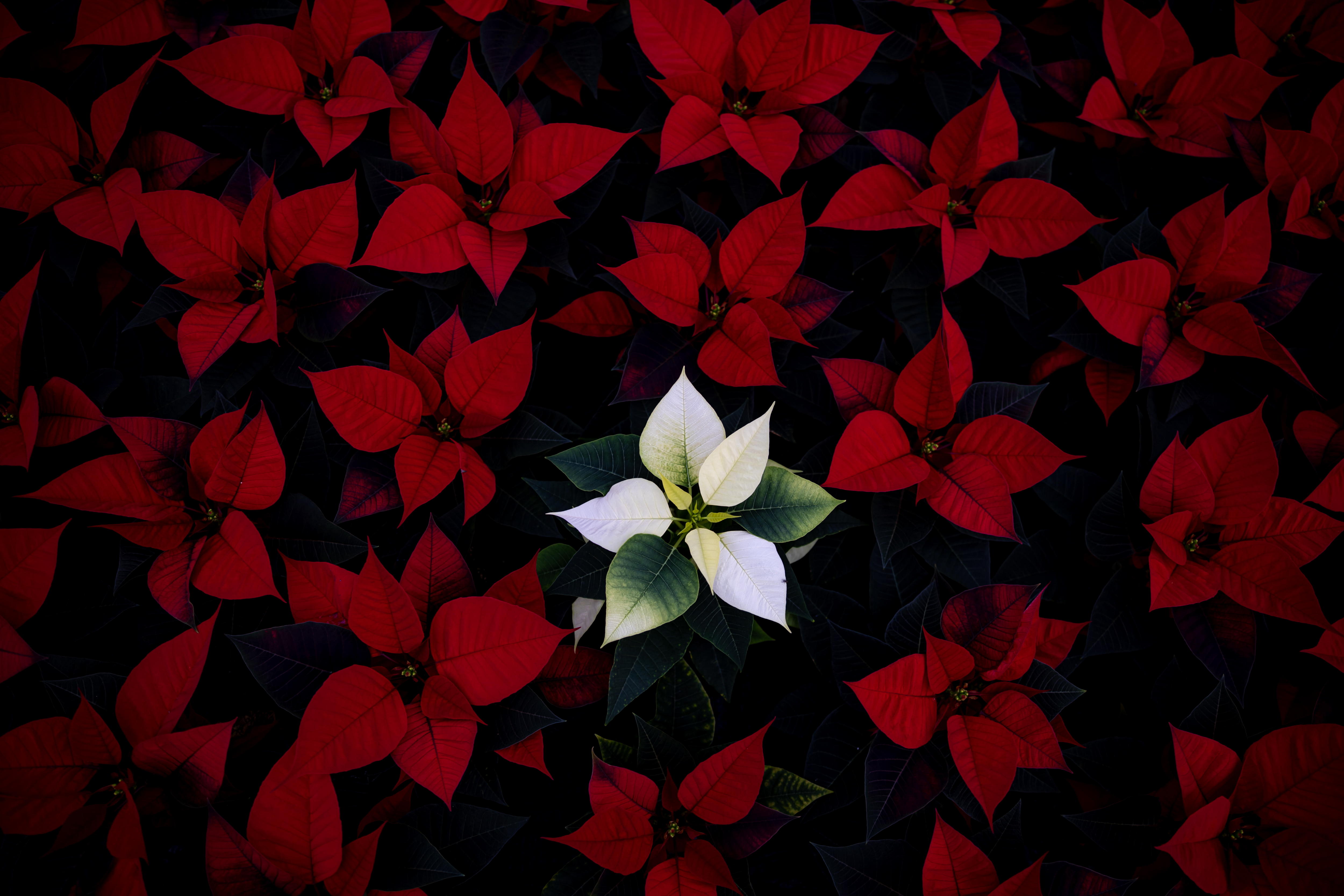 Poinsettia: cuándo podarla y cómo hacer esquejes
