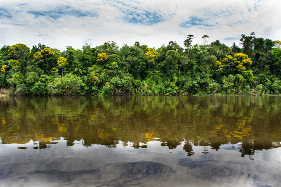 Así quieren salvar la Amazonía colombiana