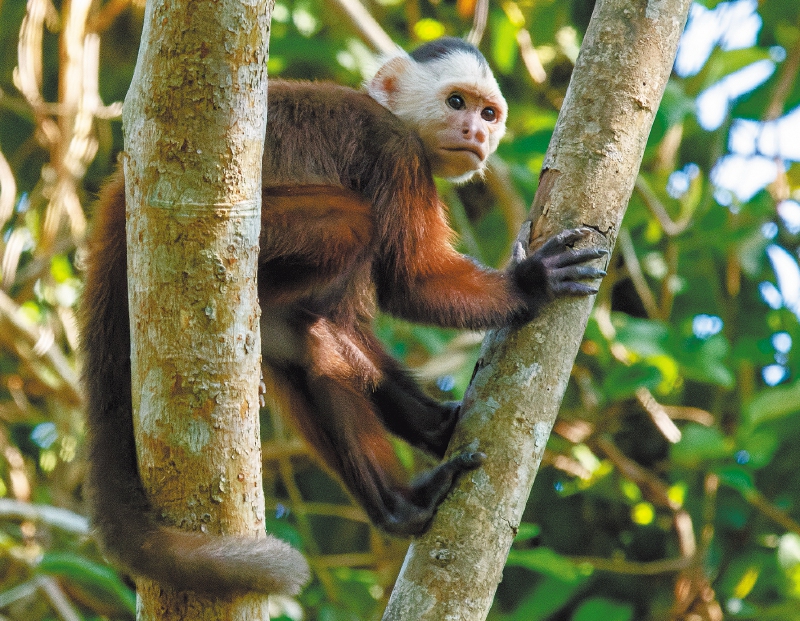 Primates de Colombia, en riesgo por la expansión de carreteras