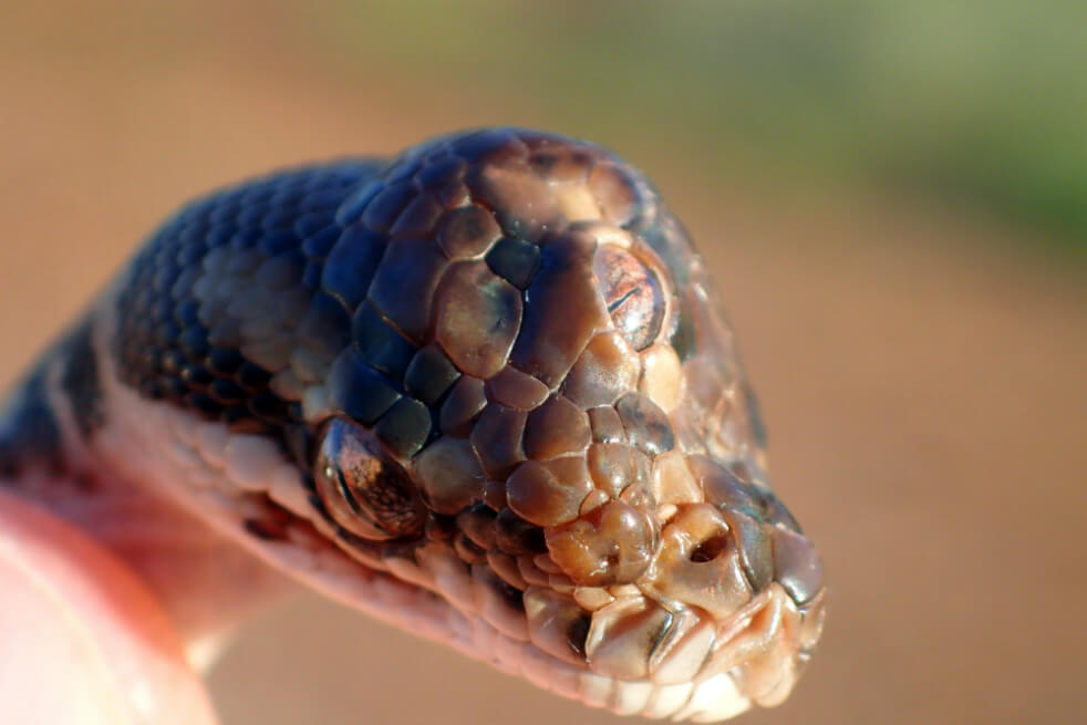 Muere la serpiente de tres ojos que fue descubierta en Australia